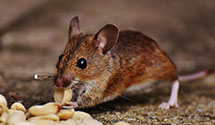 24 Hour & Emergency Exterminators in Lockheed Advanced Dev Co, CA